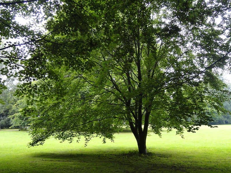 Rothschild Palace Memorial