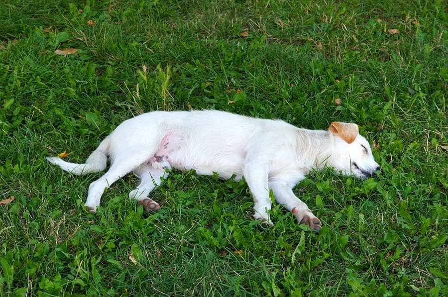 Children's Playgrounds