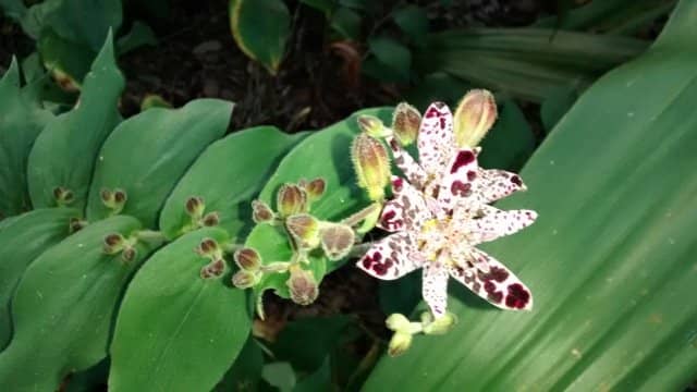 Hummingbird Garden