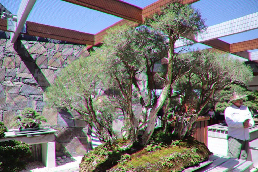 Australian Native Bonsai