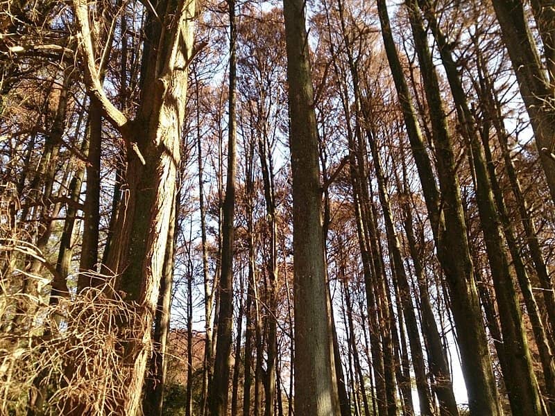 Walking Trails