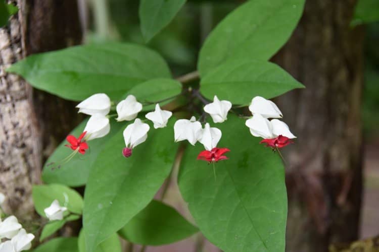 Lush Botanical Gardens