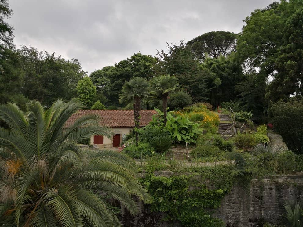 Koi Pond and Turtles