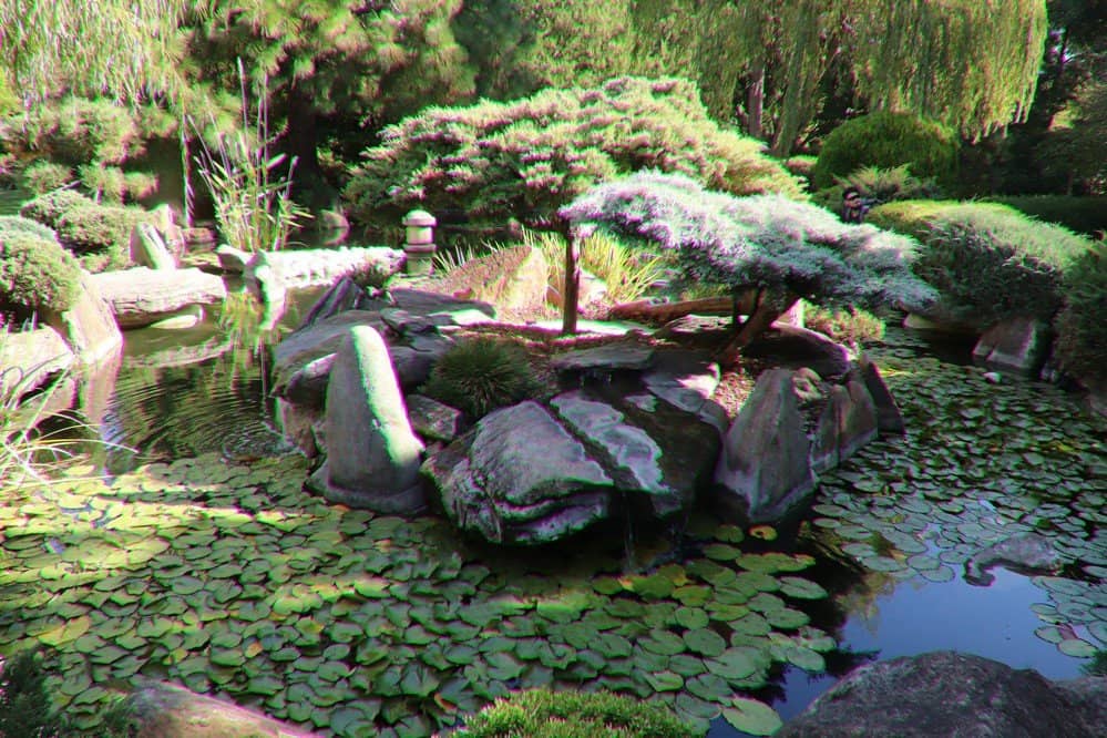 Tranquil Pond