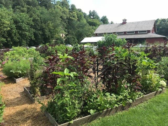 Seed Saving Demonstrations
