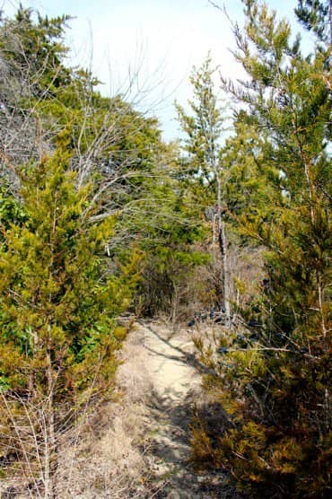 Native Prairie Ecosystem