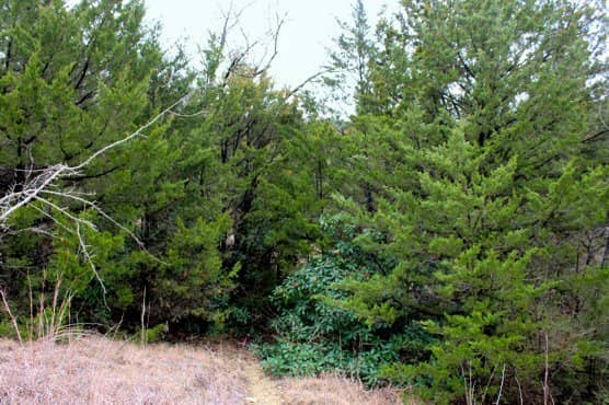 Fort Worth Skyline Views
