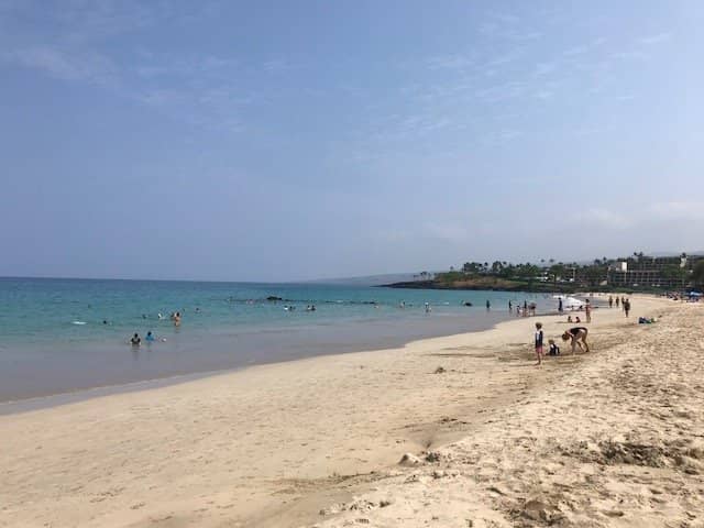 Green Sea Turtle Sightings