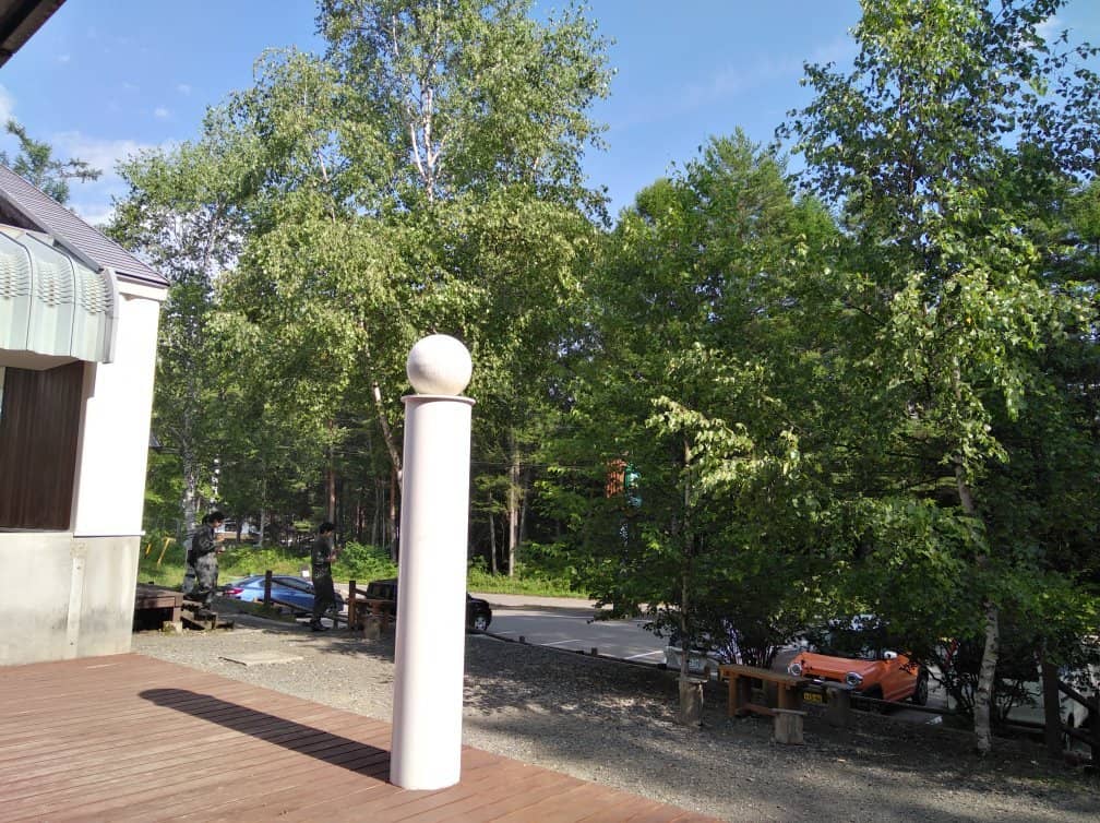 Scenic White Birch Forests