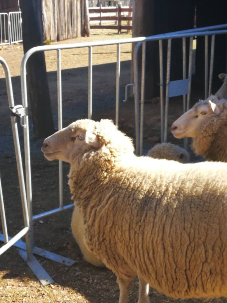 Hills Food & Wine Festival