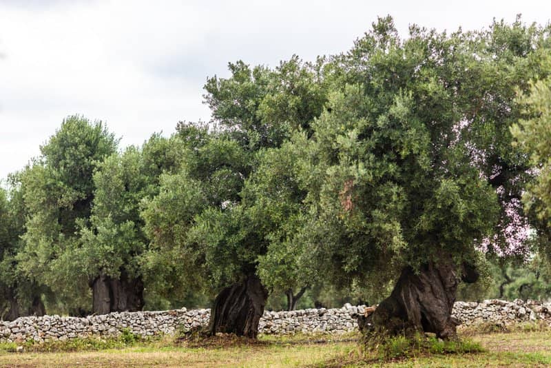 Ancient Olive Grove
