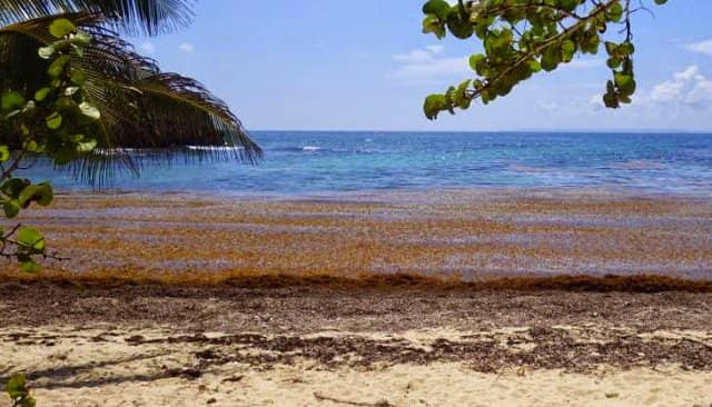 Abundant Natural Shade