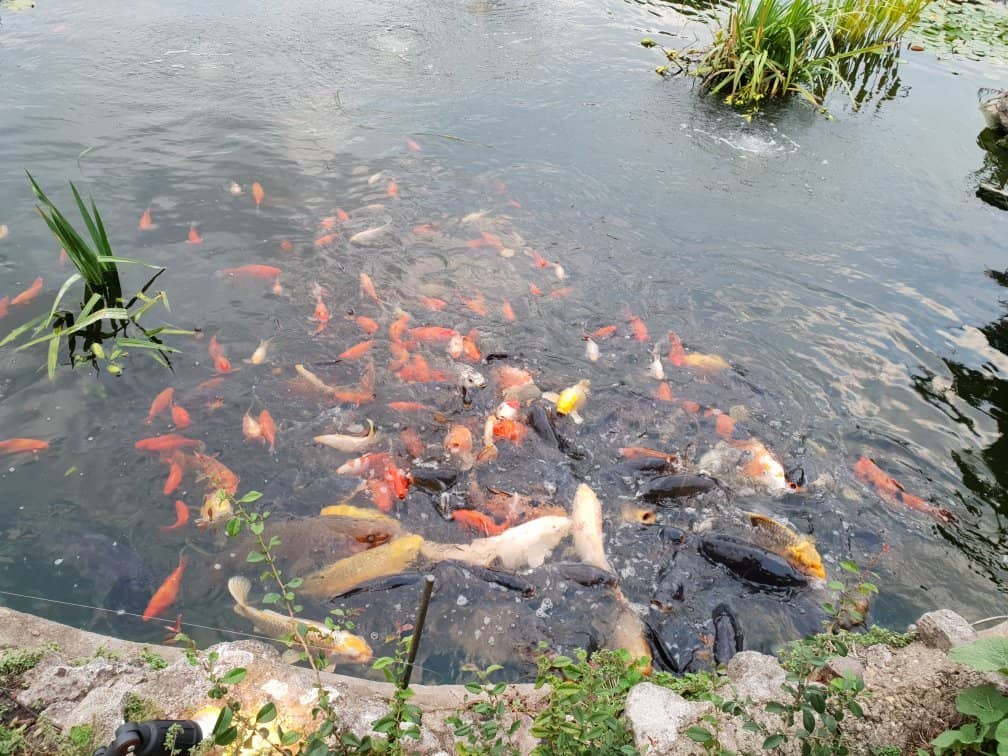 Enchanting Garden Railway