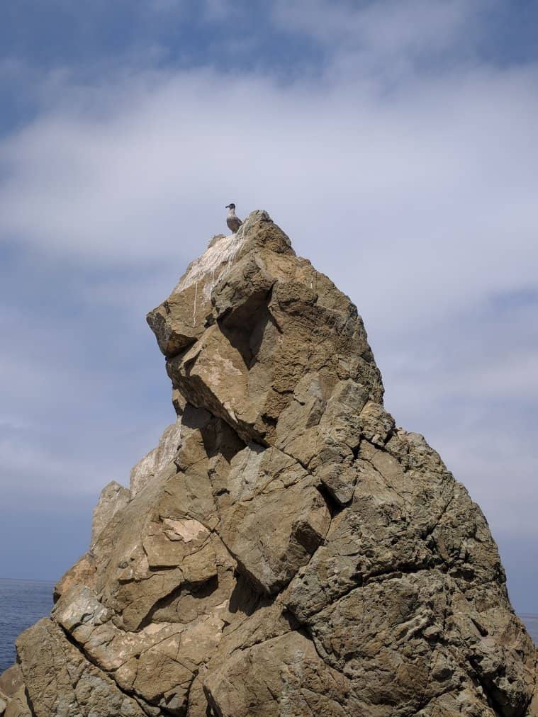 Seal Spotting Opportunities