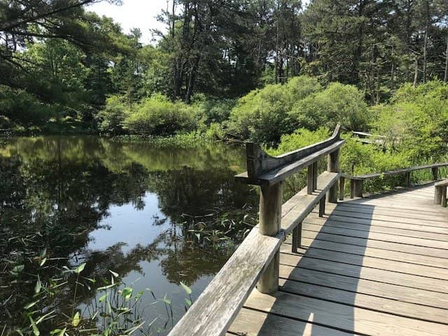 The Serene Pond