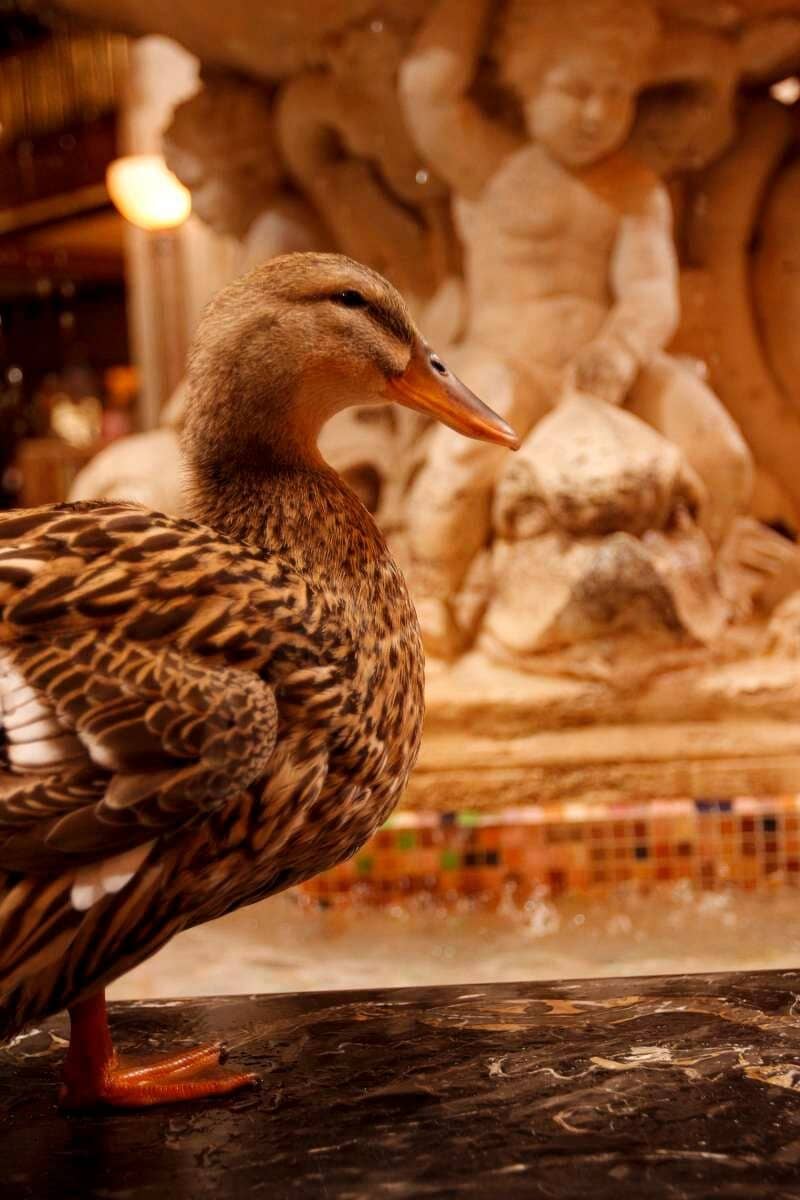 The Peabody Duck March