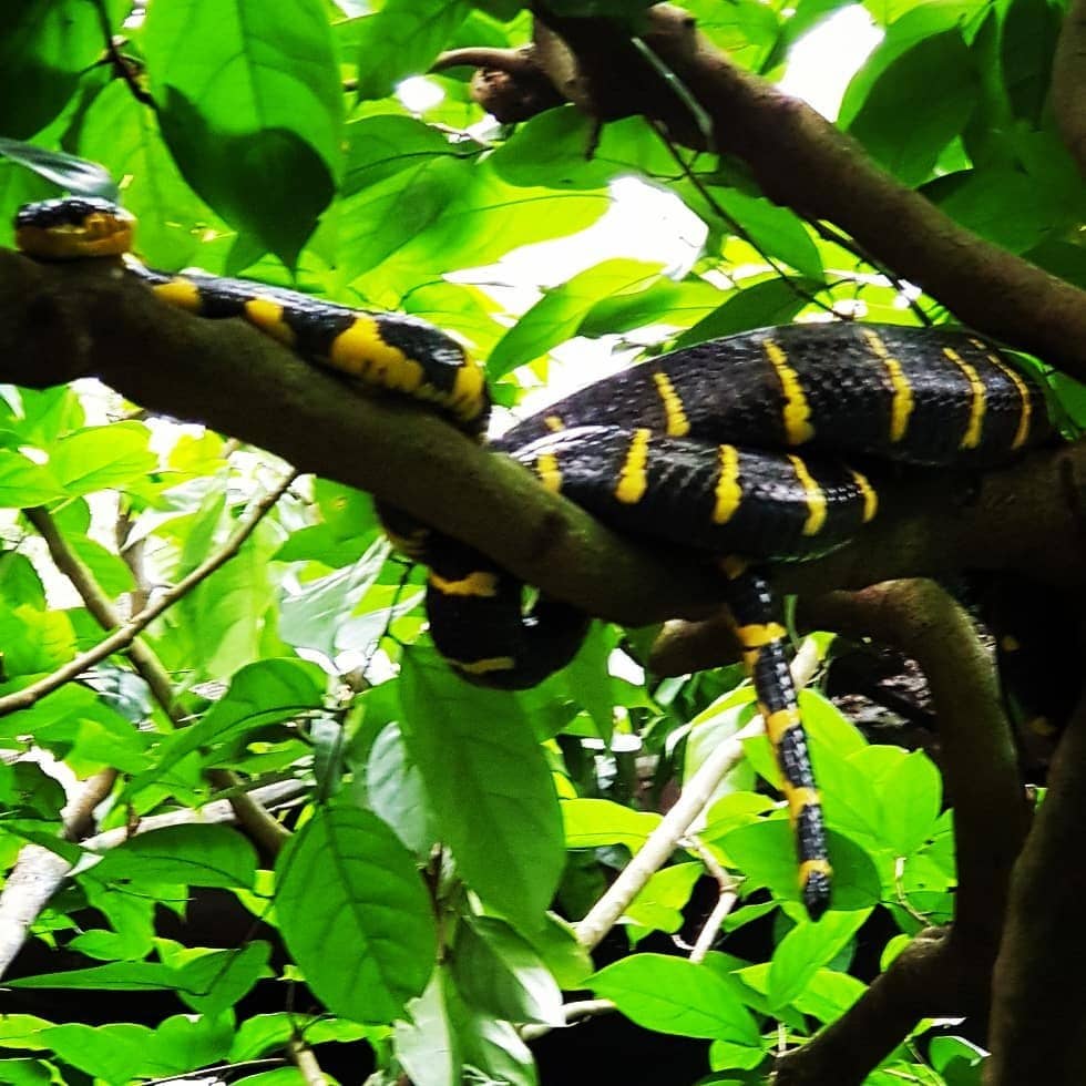 Animal Feeding Sessions