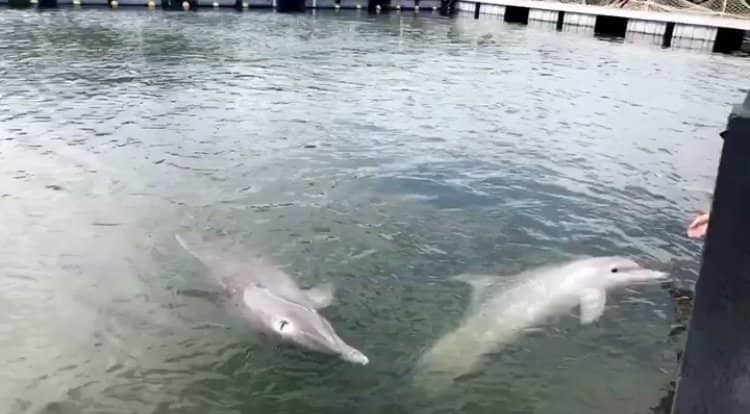 Swim with Dolphins