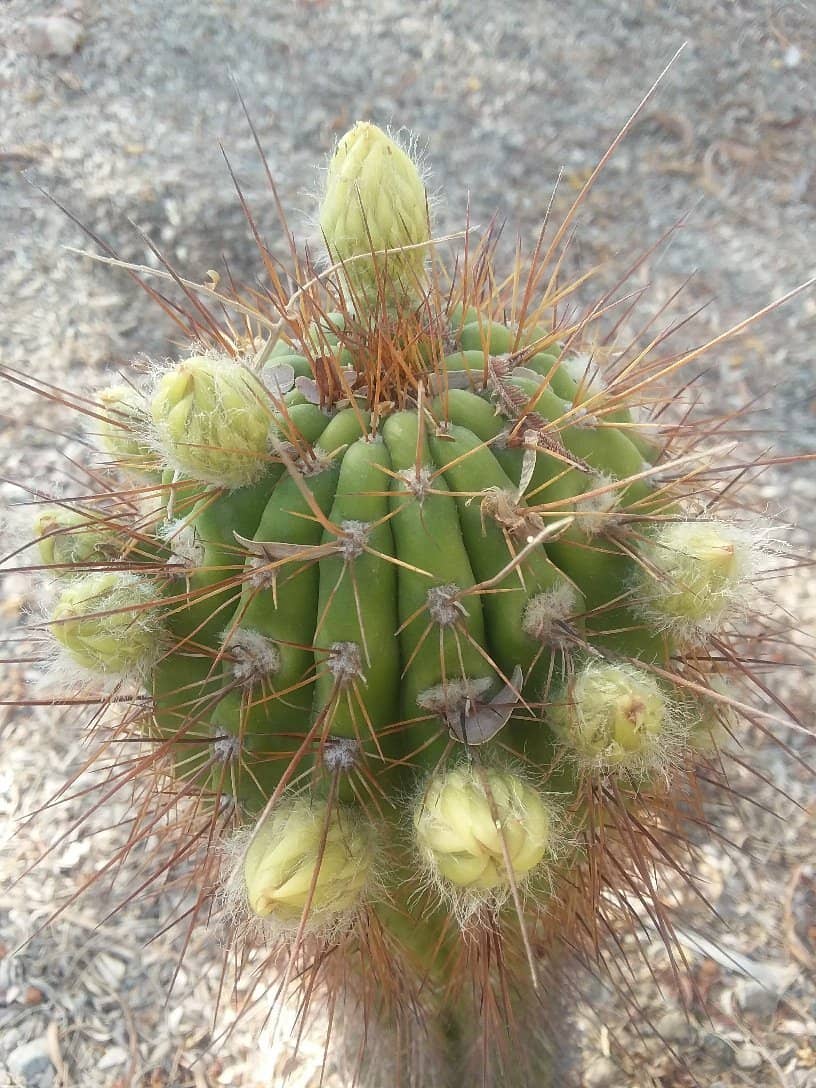 The Roadrunner's Home