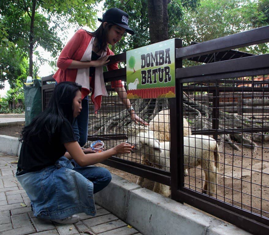 Animal Feedings & Rides