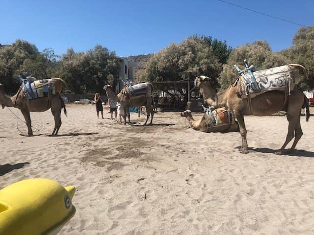 Clear Waters & Gentle Shoals