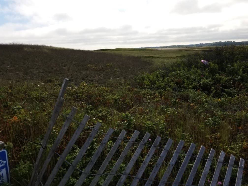 Marshland Views