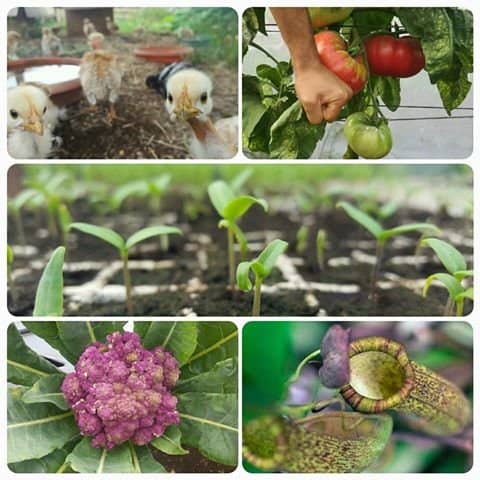 Farm-to-Table Dining