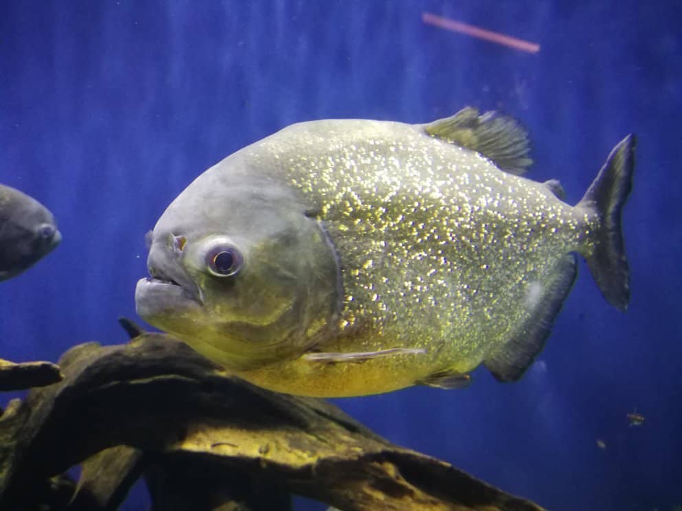Penguin Feeding Frenzy