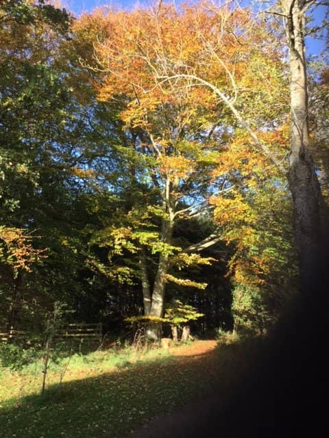 Rare Book Collection