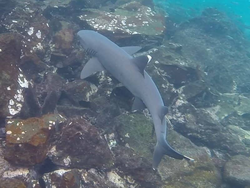 Abundant Marine Life