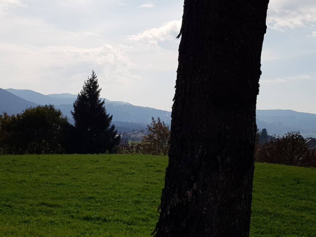 Asiago Cheese Production