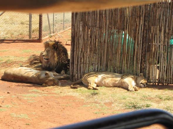 Wildlife Encounters