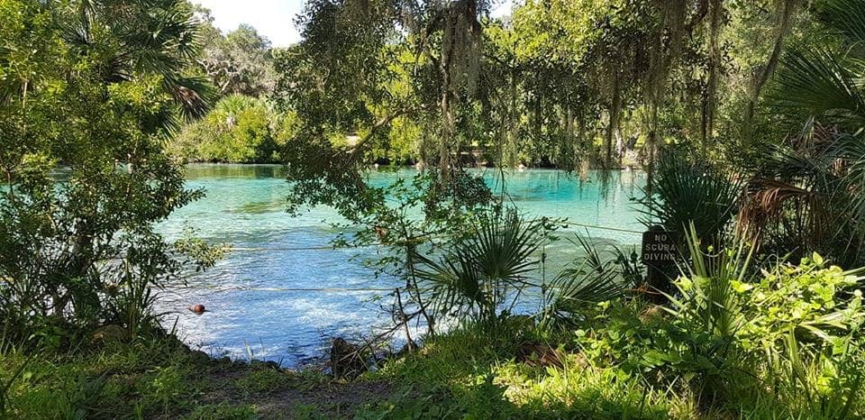 Ocala National Forest Setting