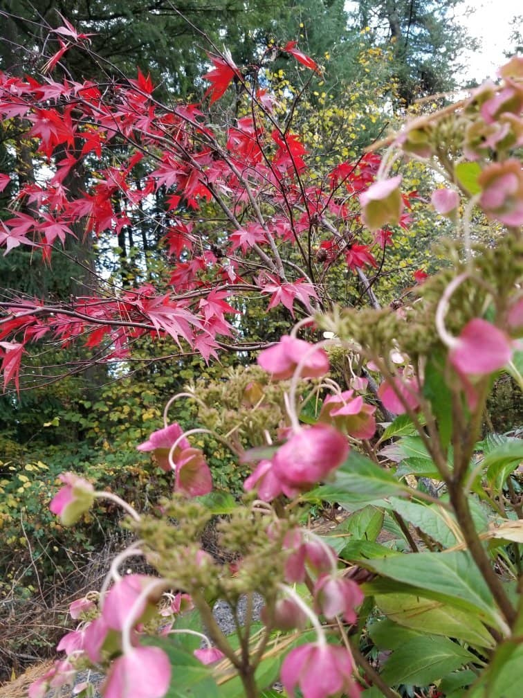 The Pond
