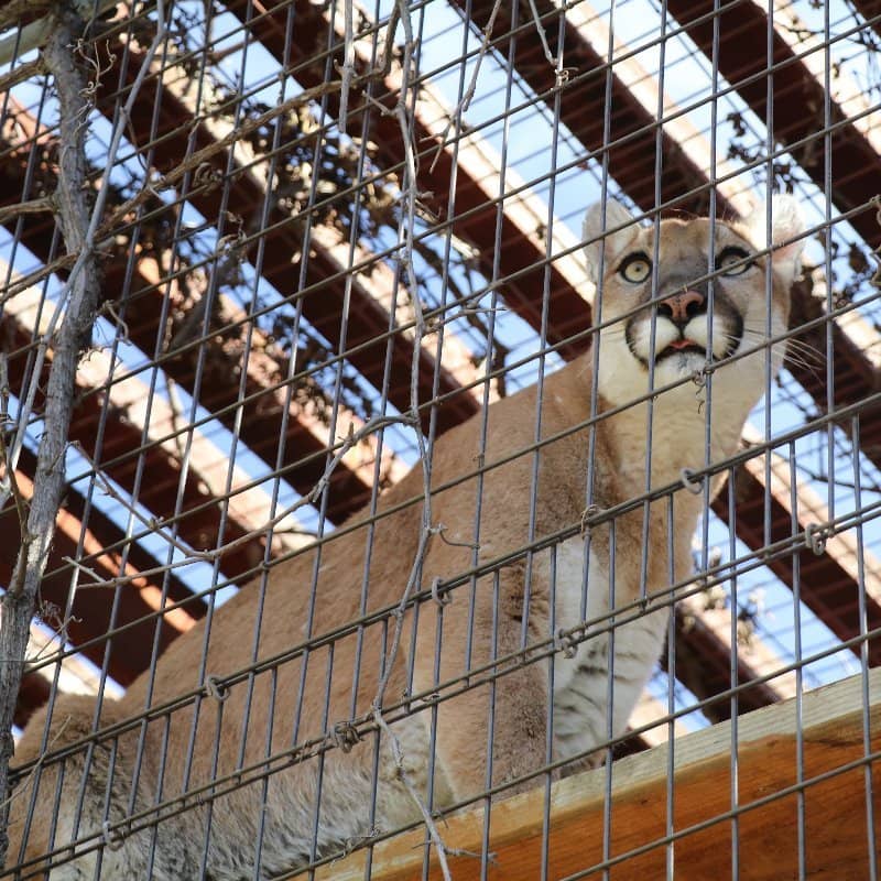 Leopold the Serval