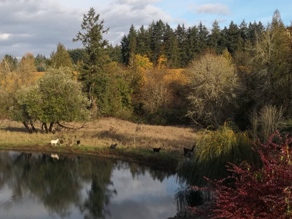 Picturesque Pond & Courtyard