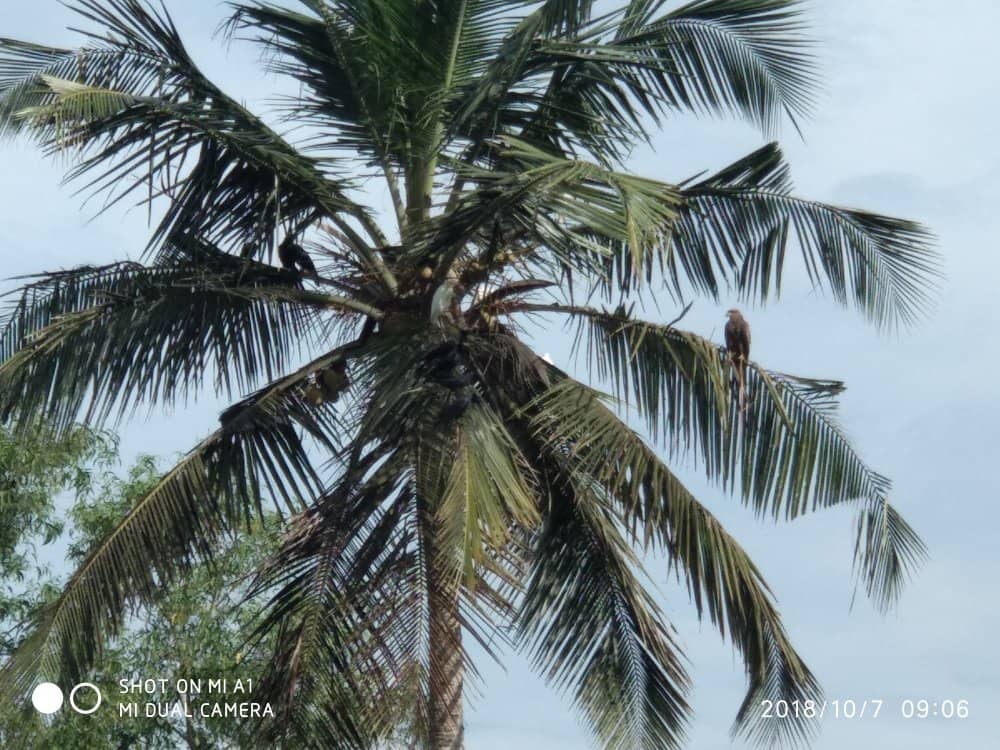 Authentic Goan Flavors