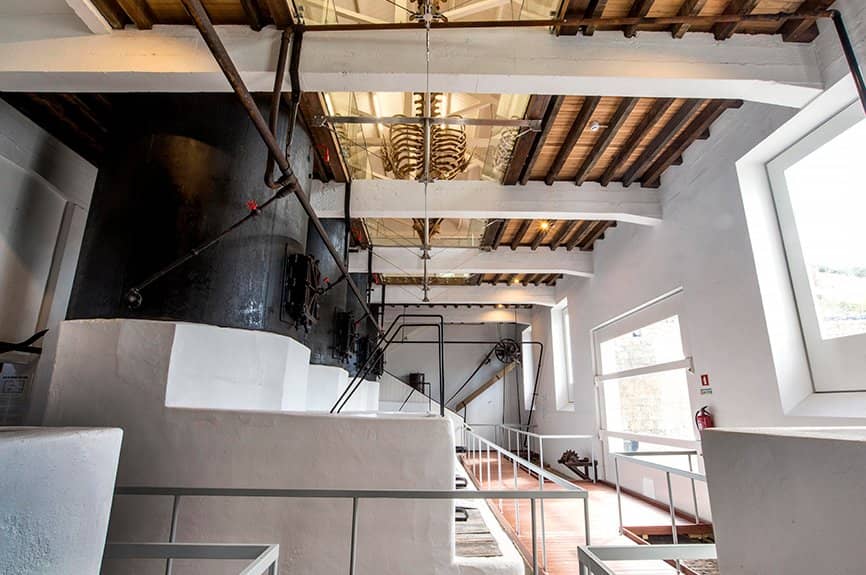 Sperm Whale Skeleton