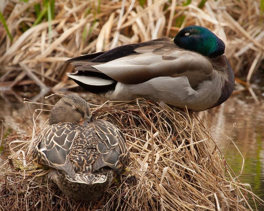 Wildlife Observation