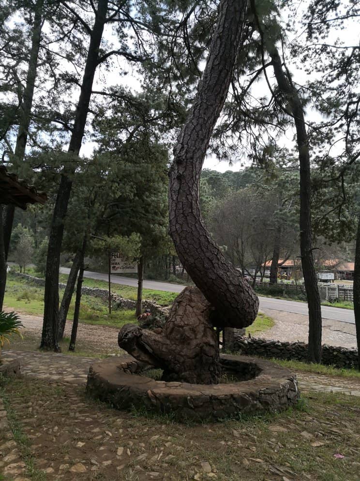 Incredible Sushi Combinations