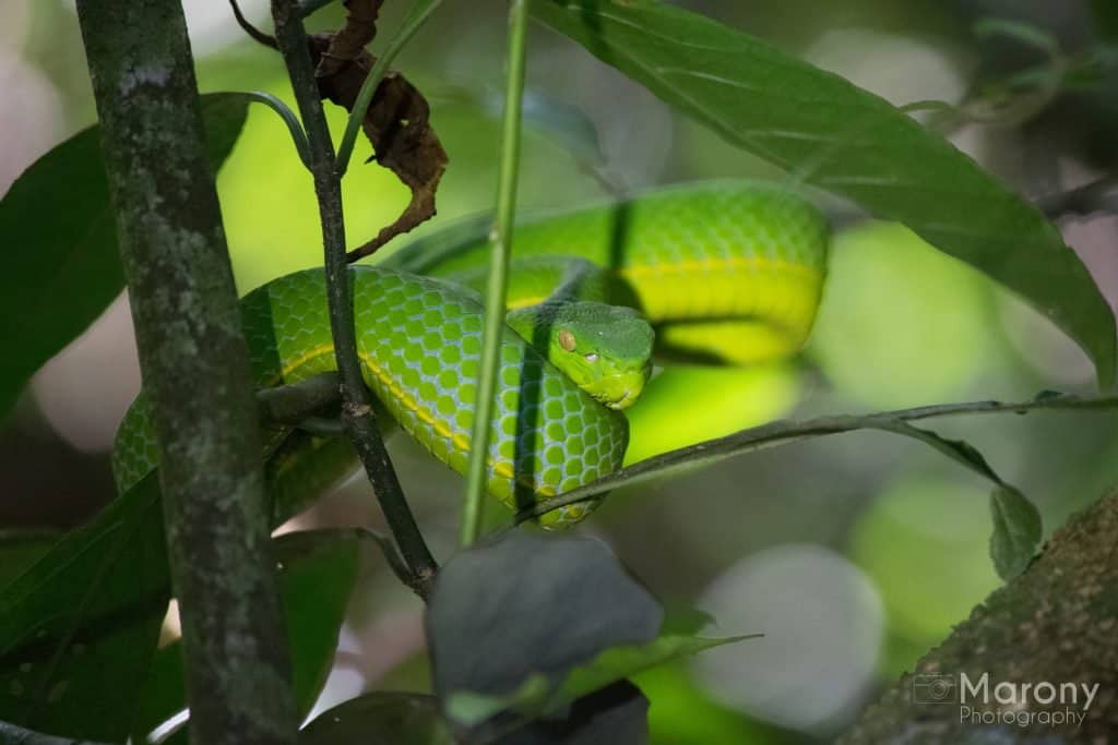 Kong Kaew Waterfall Trail