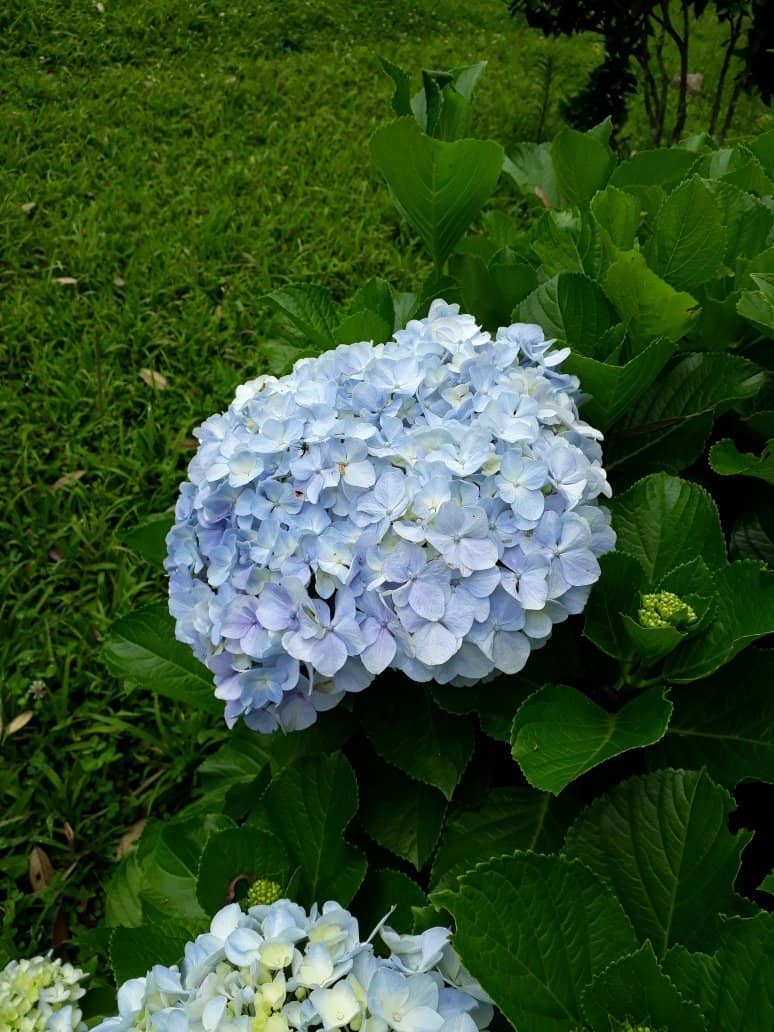 Peaceful Garden