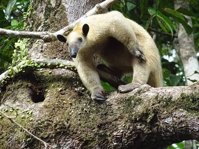 Navigating the Amazonian Waterways