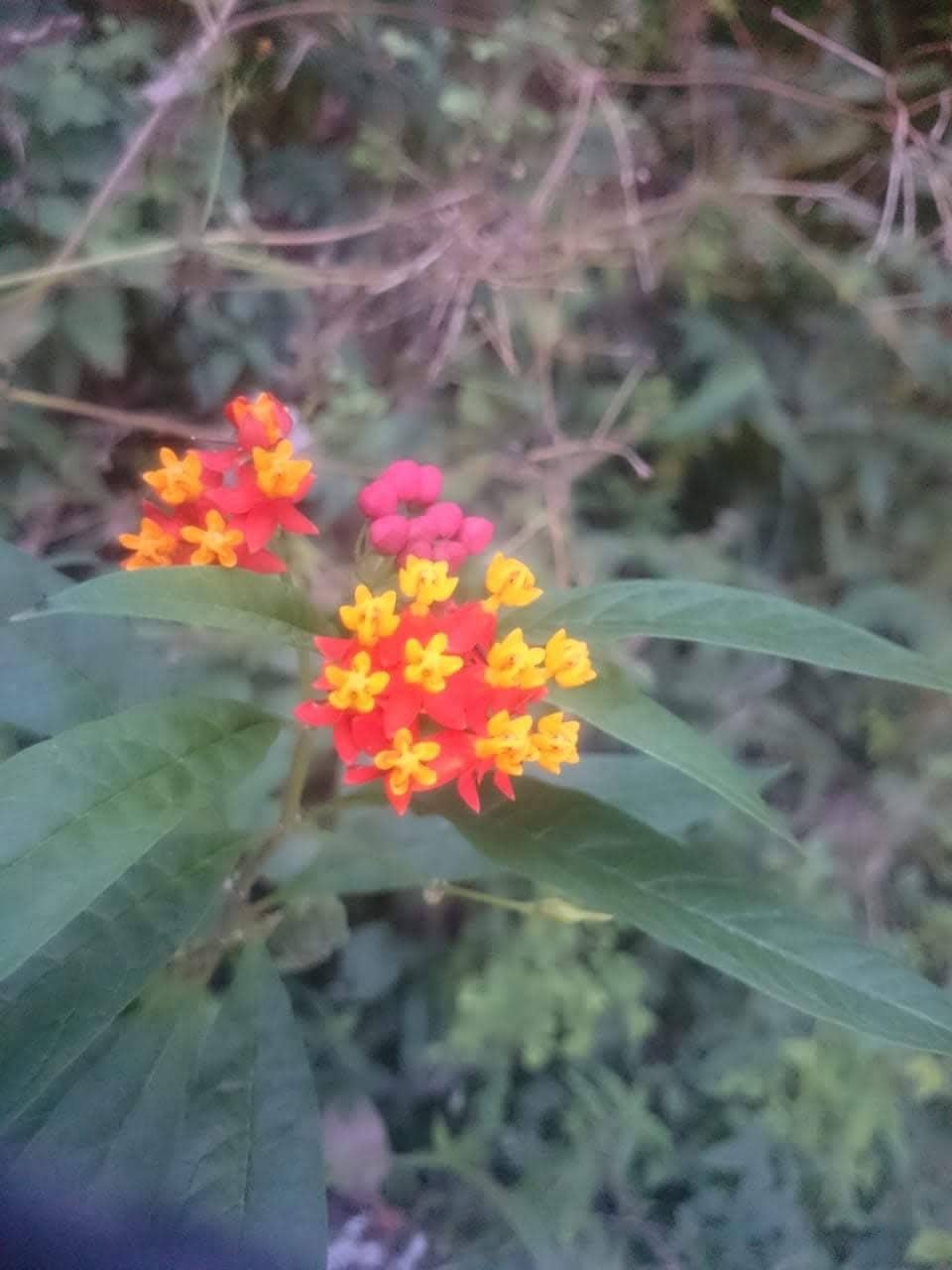 Serene Natural Escape