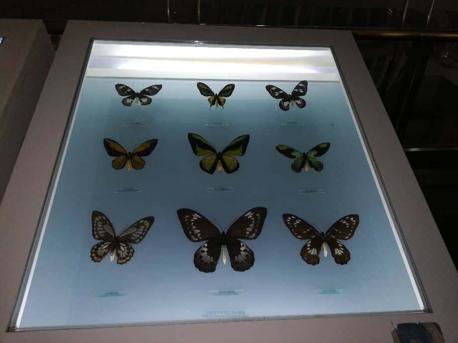 Evolutionary Fossils