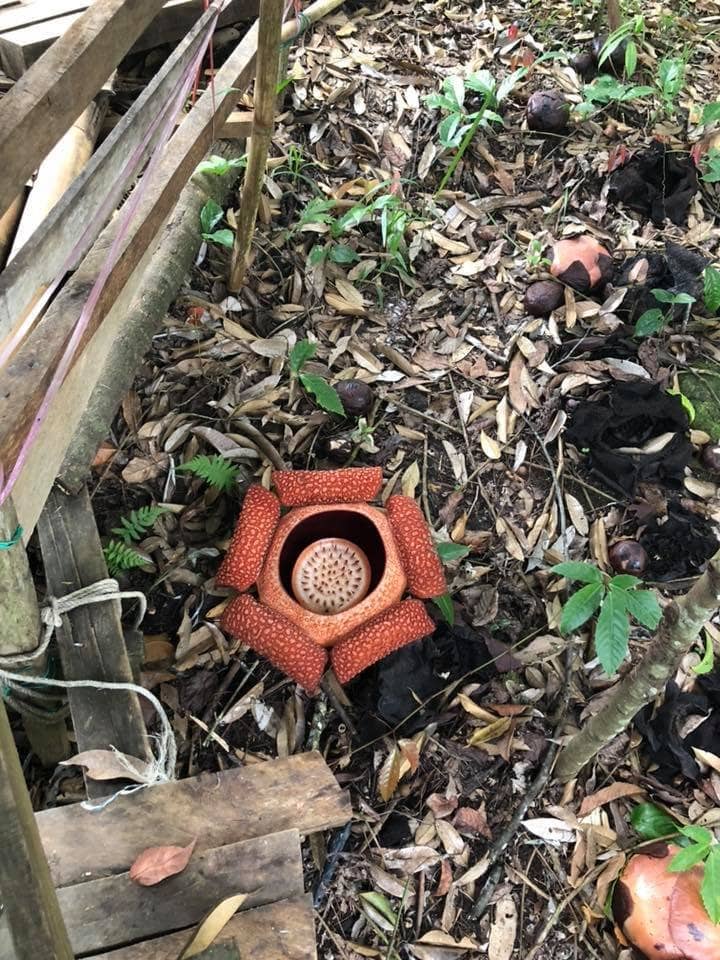 Curious Tortoises