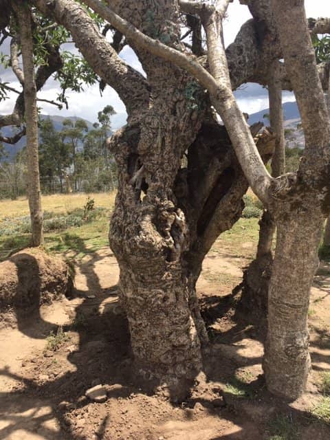 The Sacred Tree Remnants