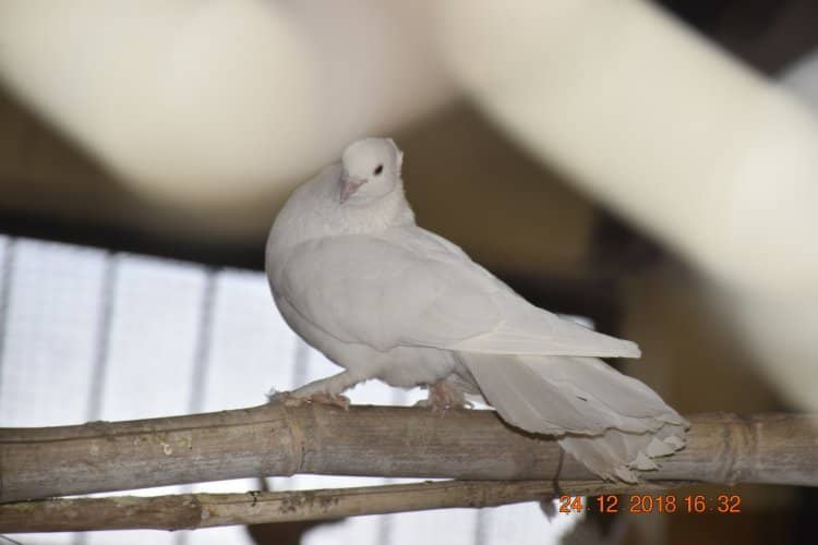 Diverse Birdlife
