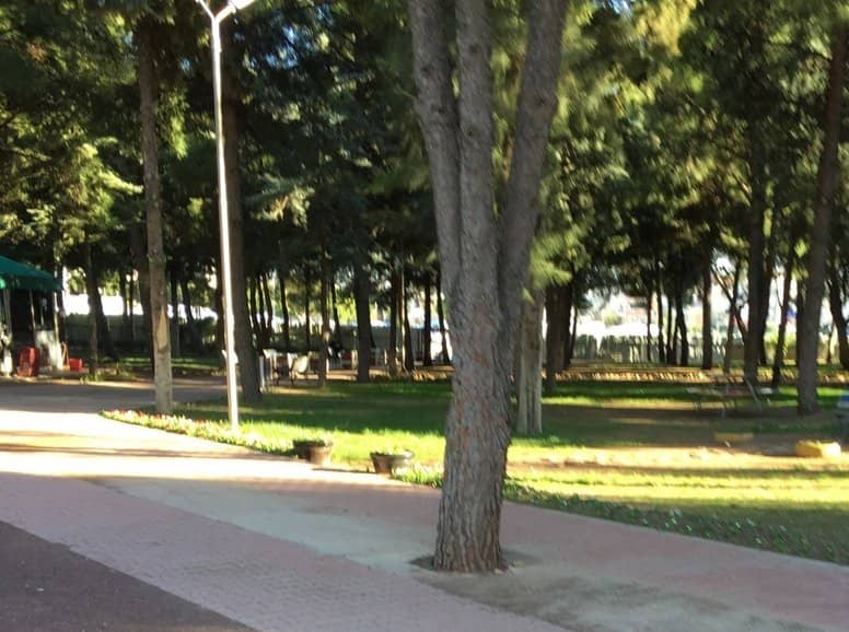 Forest Library