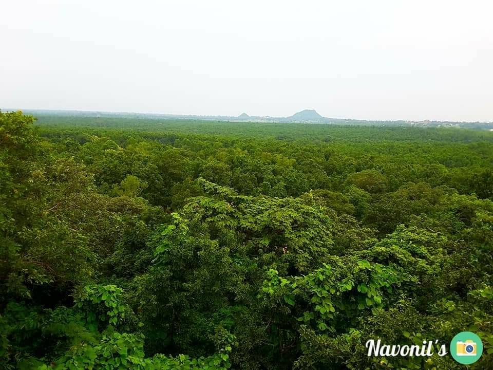 Lush Forest Surroundings